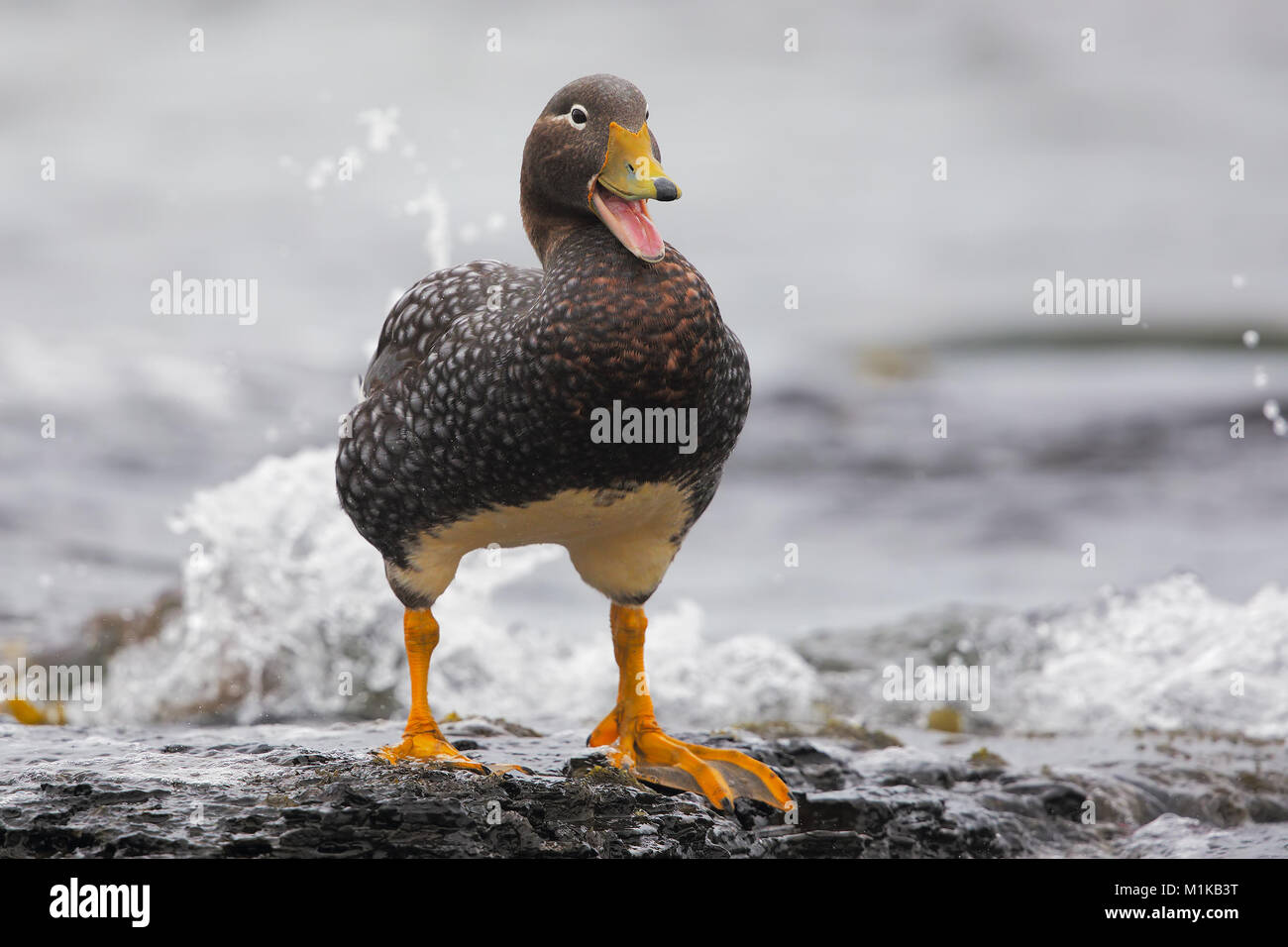 Falkland-Dampfer Ente Stockfoto