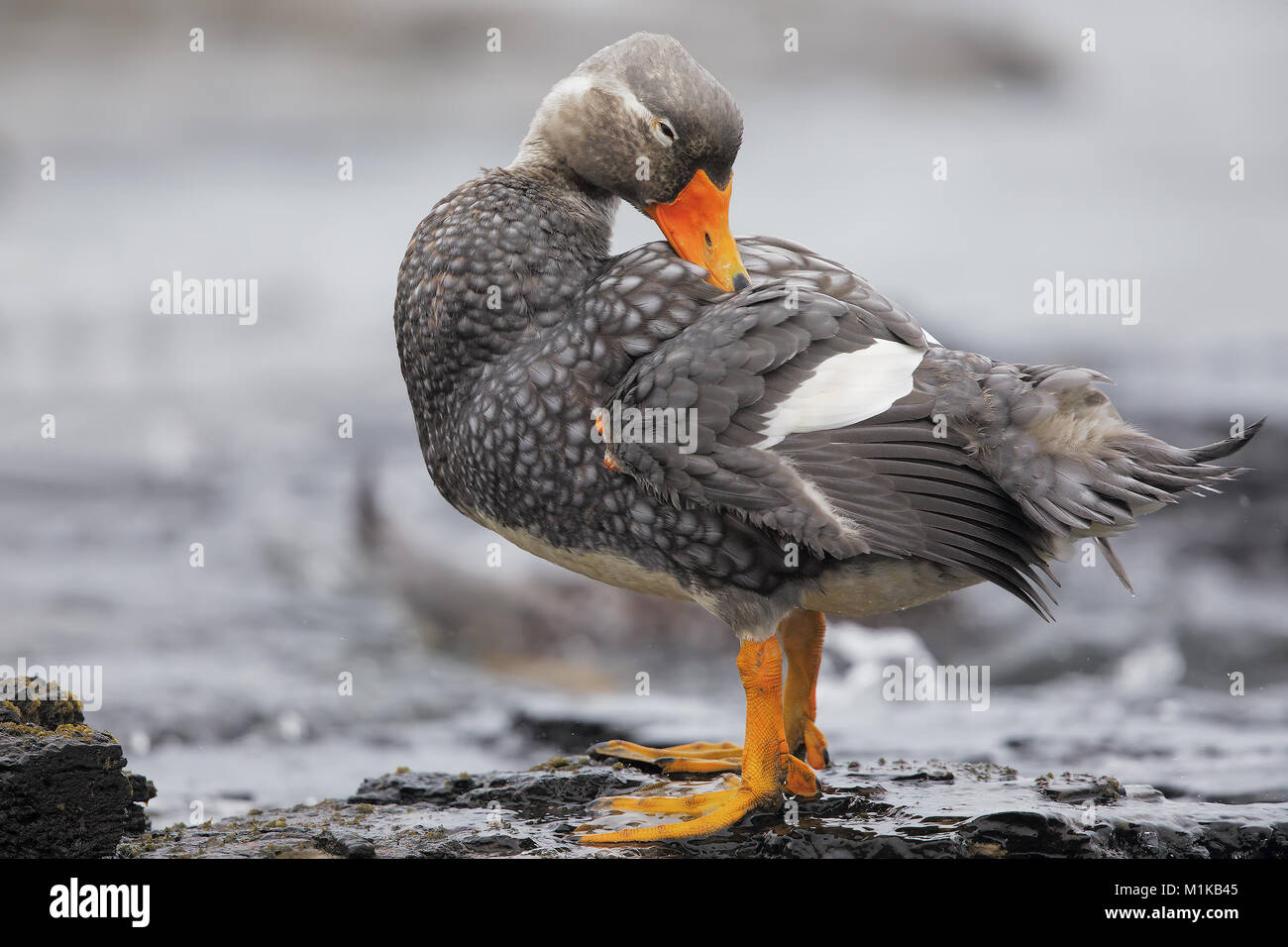 Falkland-Dampfer Ente Stockfoto