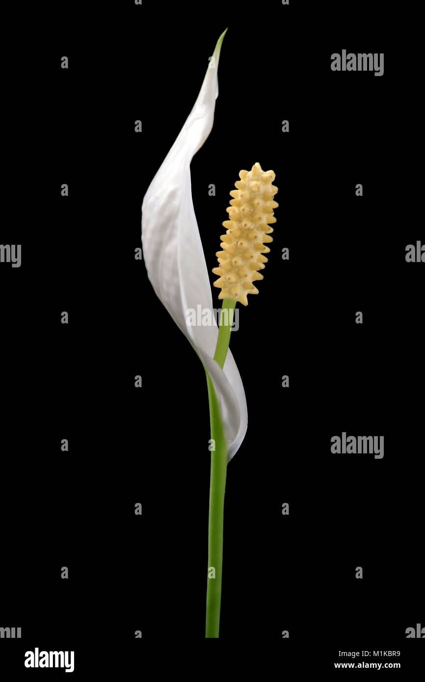 Exotische einzelne Blume mit weißen Blüten und großen, gelben Staubgefäße gegen schwarz Schwarzer Hintergrund Stockfoto