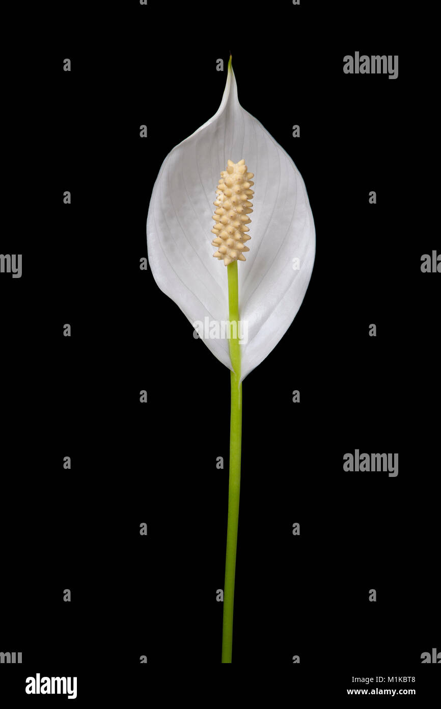 Exotische einzelne Blume mit weißen Blüten und großen, gelben Staubgefäße gegen schwarz Schwarzer Hintergrund Stockfoto