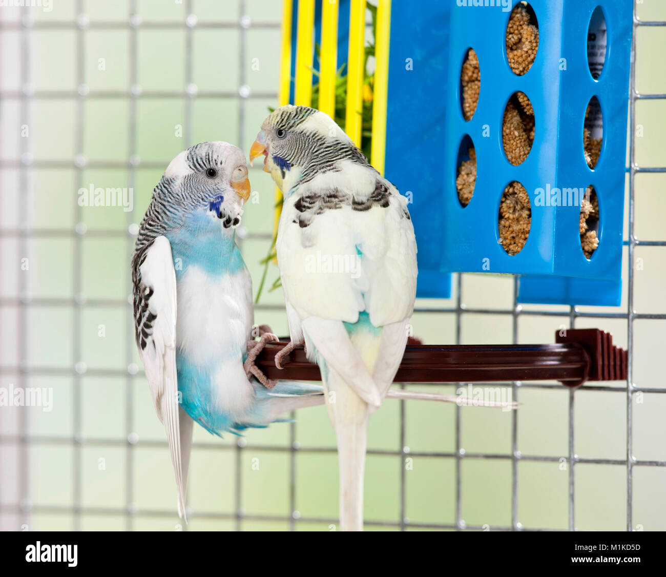 Wellensittich, Wellensittich (Melopsittacus undulatus). Zwei Vögel Streitereien neben einem food Container. Deutschland Stockfoto
