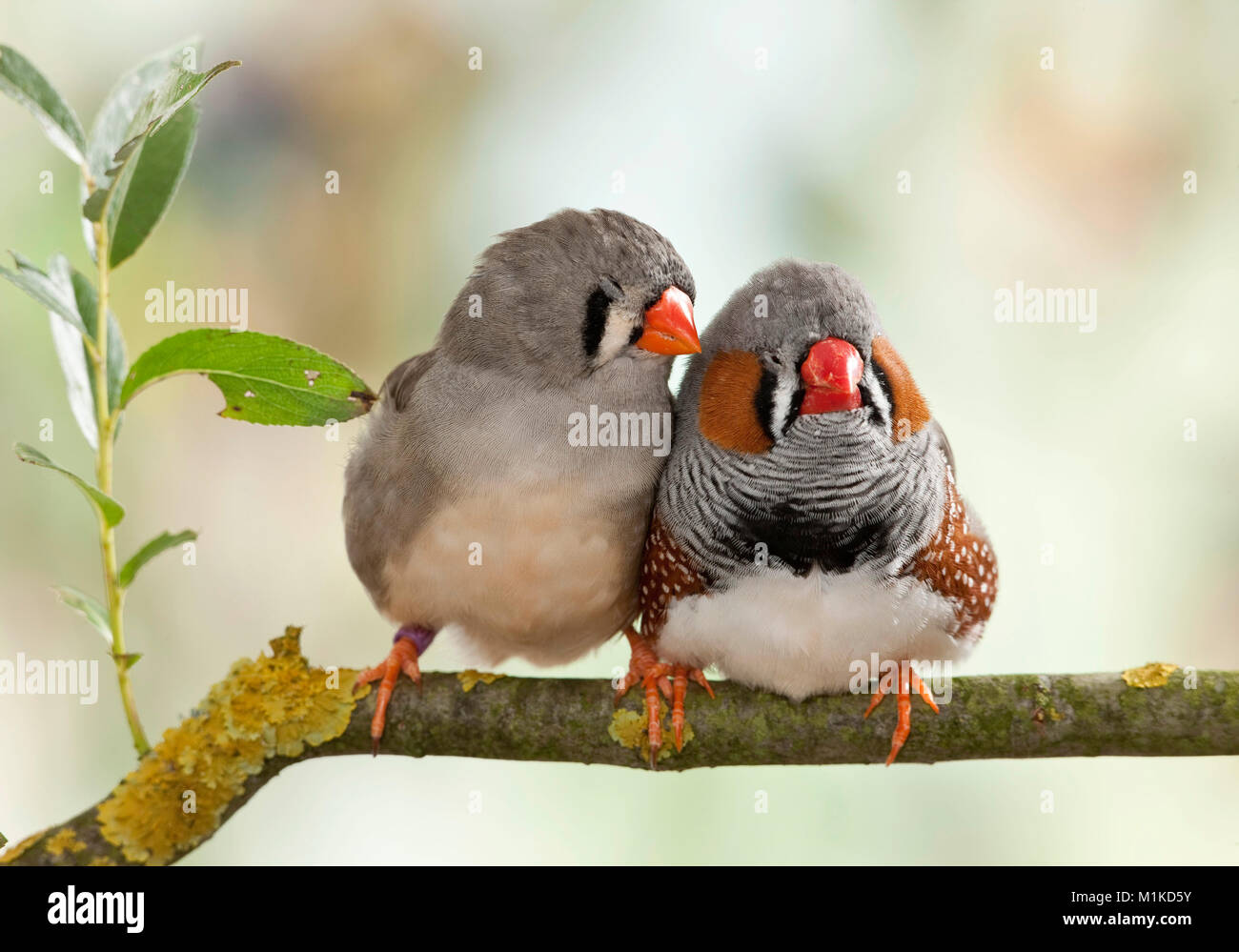 Zebra Finch (Taeniopygia Guttata). Zwei Vögel auf einem Zweig, schlafen. Deutschland Stockfoto