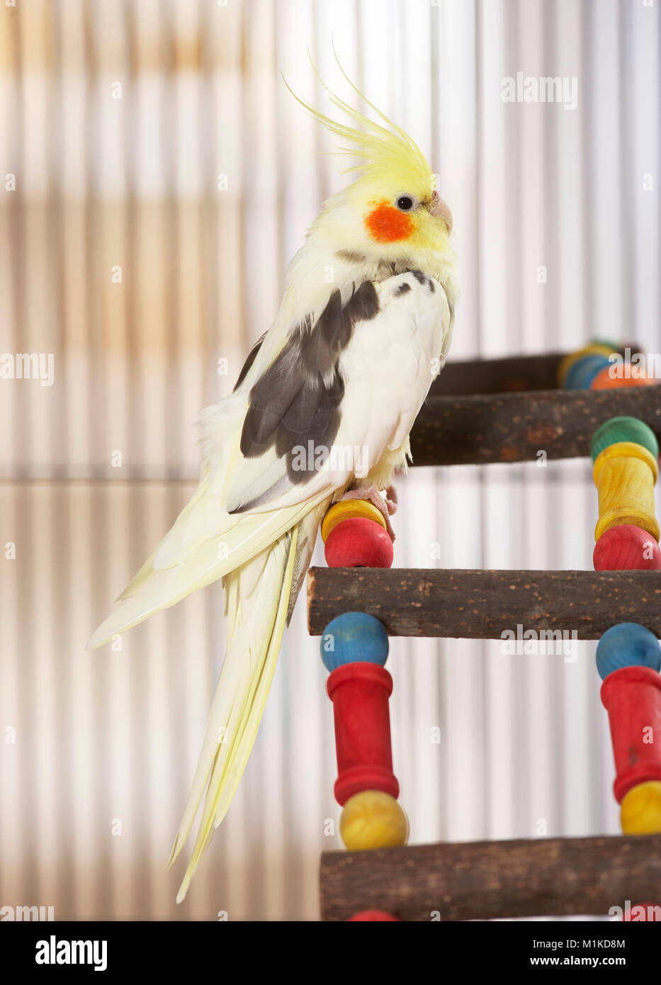 Nymphensittich (Nymphicus hollandicus). Nach thront auf einem bunten Leiter. Deutschland Stockfoto