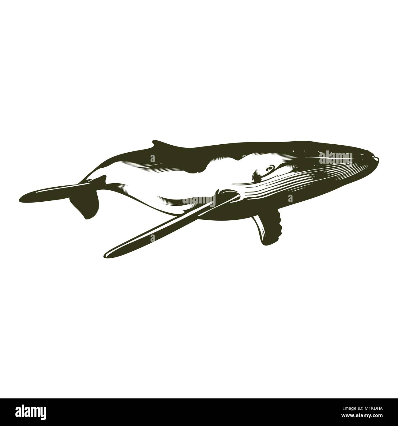 Vector Illustration von schwimmen Buckelwale, für das Drucken oder tattoo Stock Vektor