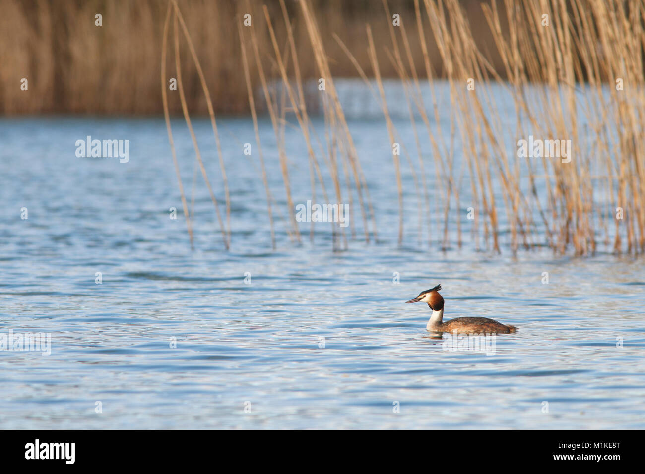 Somormujo lavanco/Haubentaucher (Podiceps cristatus) Stockfoto