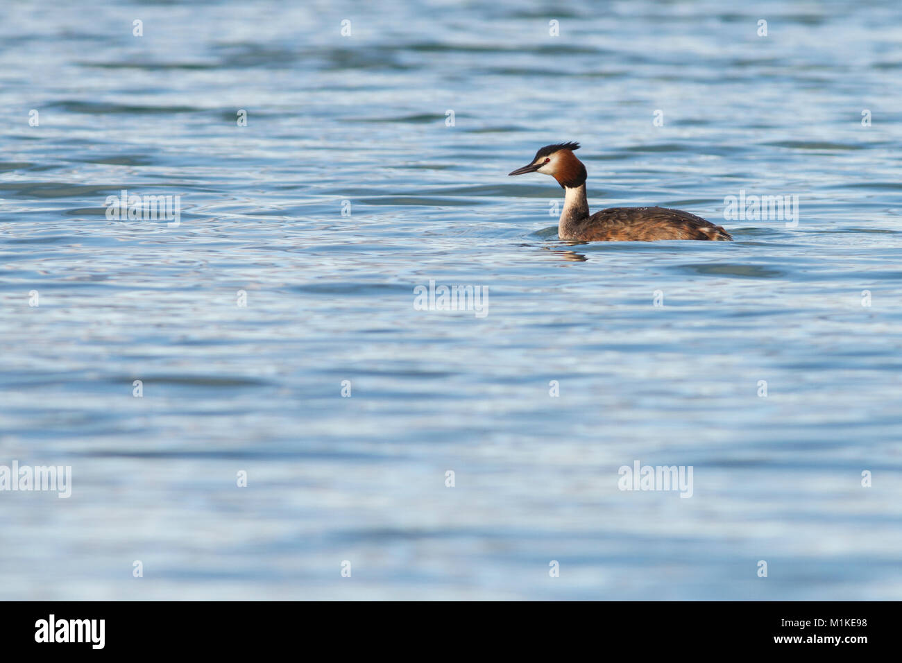 Somormujo lavanco/Haubentaucher (Podiceps cristatus) Stockfoto