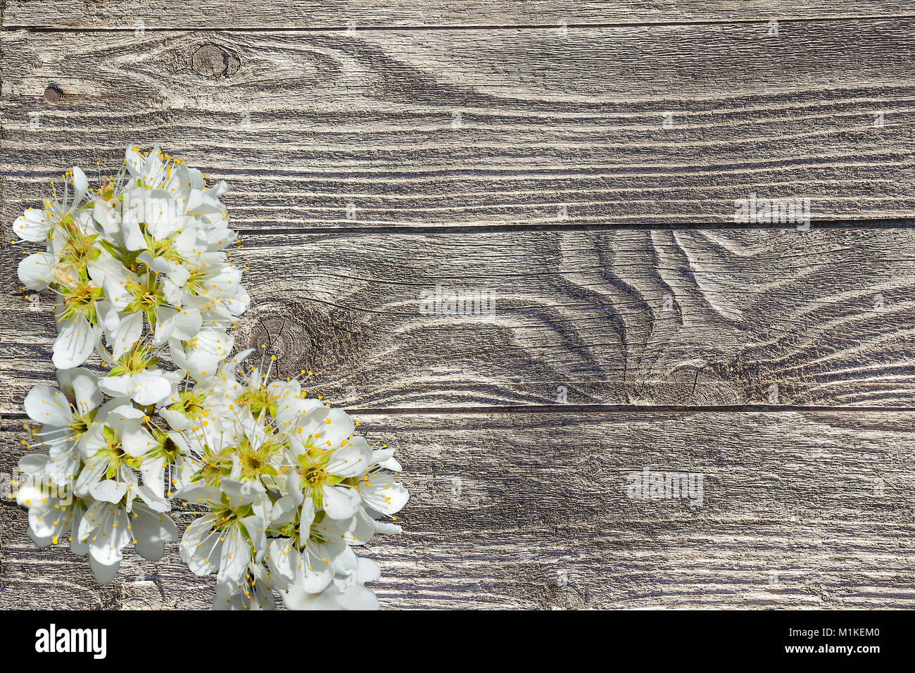 Frühjahr blühenden Kirschbaum Zweig mit sanften weißen Blüten auf einer hölzernen Old Plank Hintergrund mit Platz für Text Stockfoto