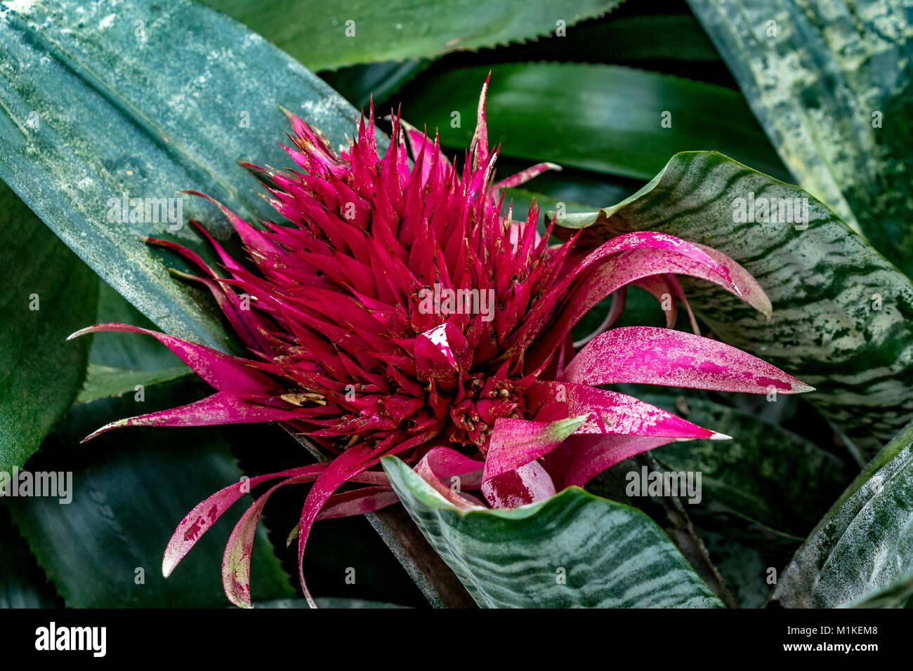 Aechmea fasciata, common name Silber Vase oder Urne Anlage. Eine immergrüne Staude aus Brasilien mit einem Terminal spike der röhrenförmigen Blüten Stockfoto