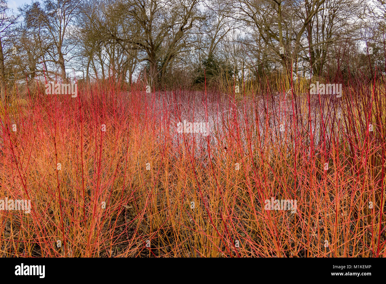 Herrliche Winter Farbe durch eine Kombination von Cornus sanguinea Midwinter Feuer im Vordergrund und Rubus cockburnianus an der Rückseite Stockfoto