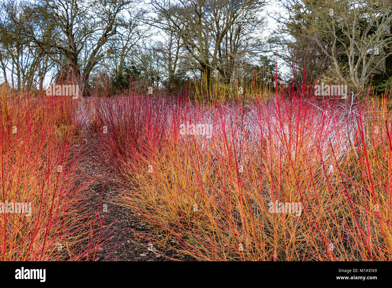 Feuriges rot Winter Farbe durch eine Kombination von Cornus sanguinea Midwinter Feuer im Vordergrund und Rubus cockburnianus an der Rückseite Stockfoto