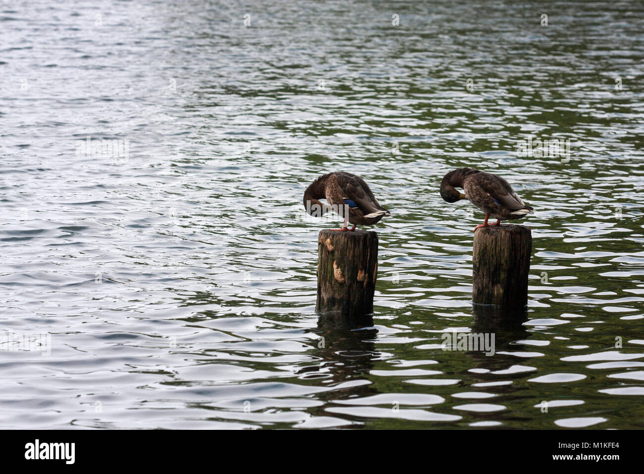 Enten auf einem hölzernen lange in einem See namens Schlachtensee in Berlin. Stockfoto
