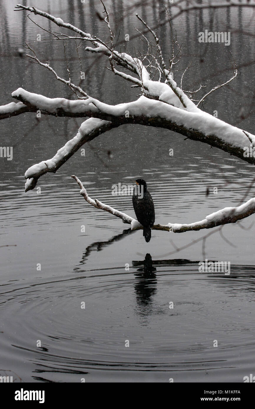 Kormoran in einem See namens Schlachtensee in Berlin. Stockfoto