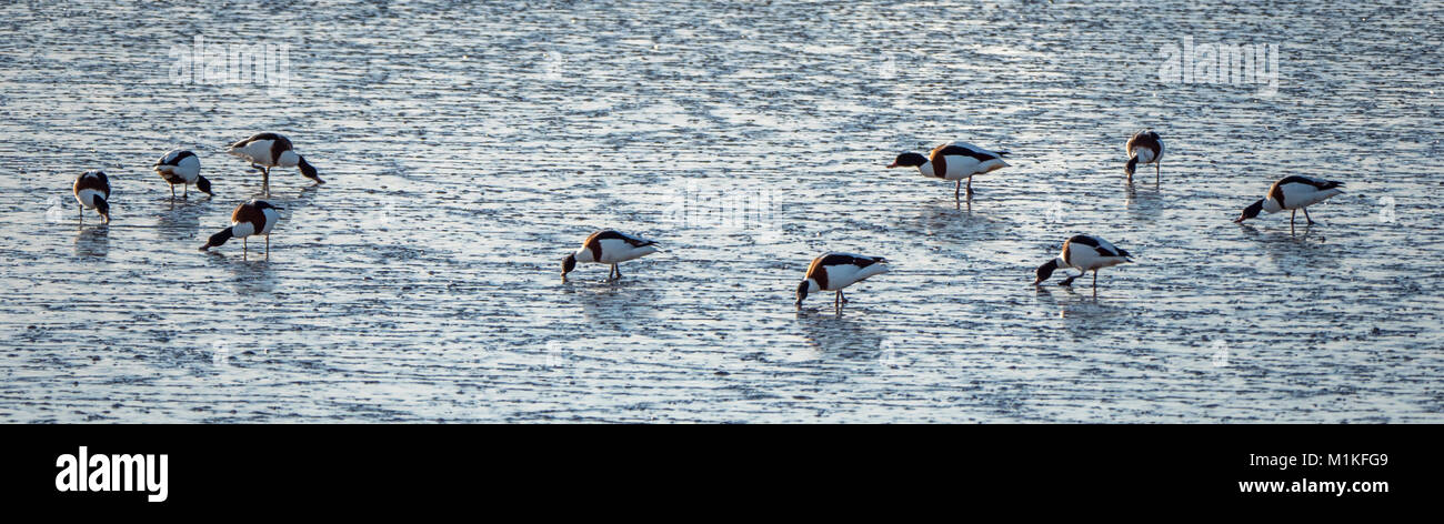 Brandente Tadorna tadorna Gruppe Fütterung auf Gezeiten Wattenmeer an Steart Sümpfe in der Nähe von Bridgwater, Somerset UK Stockfoto