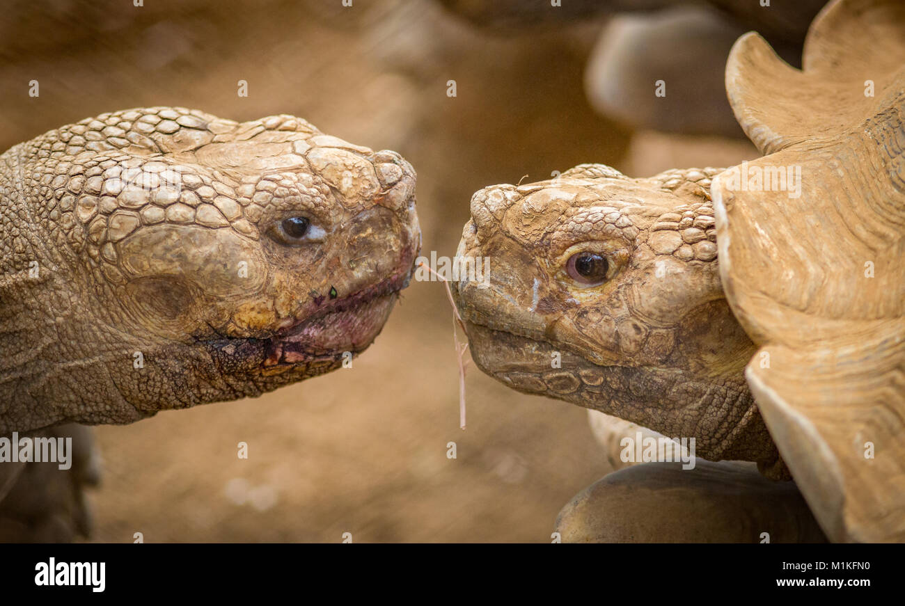 Afrikanische angespornt Centrochelys sulcata Schildkröte Paar in einer Costaricanischen Tierpark ausstellen Geschenk vor der Paarung geben Stockfoto