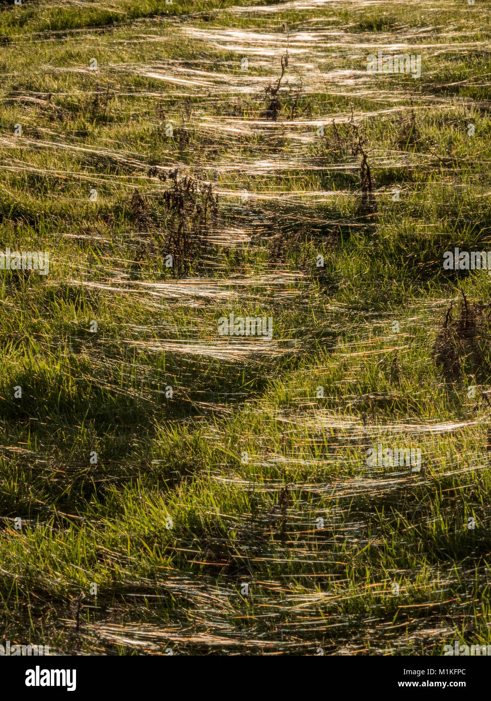 Gossamer threads hervorgehoben durch den späten Abend Sonne in ein Somerset Wiese, das Hunderte ballooning Spinnen zusammen Landung schließen Januar UK Stockfoto