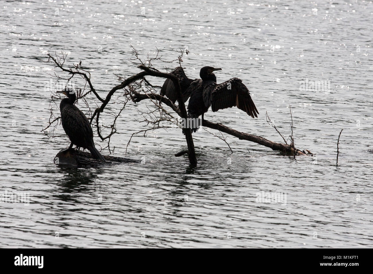 Kormoran in einem See namens Schlachtensee in Berlin. Stockfoto