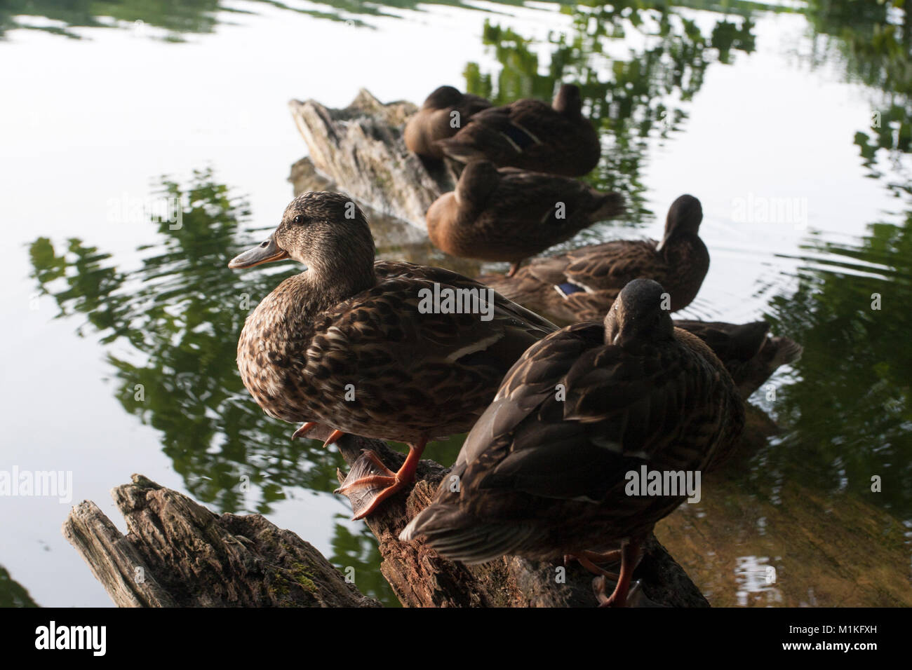 Enten auf einem hölzernen lange in einem See namens Schlachtensee in Berlin. Stockfoto