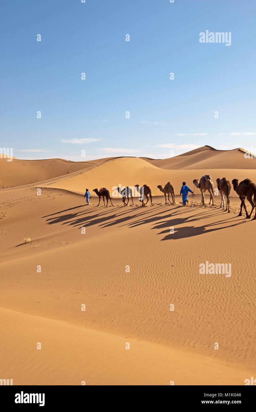 Marokko, Mhamid, Erg Chigaga Sanddünen. Sahara. Camel drivers führenden camel Caravan. Stockfoto