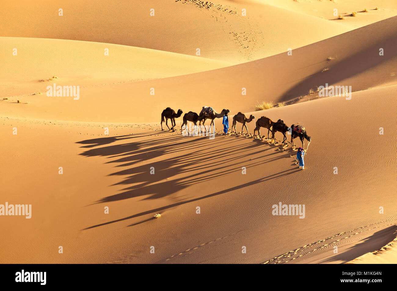 Marokko, Mhamid, Erg Chigaga Sanddünen. Sahara. Camel drivers führenden camel Caravan. Stockfoto