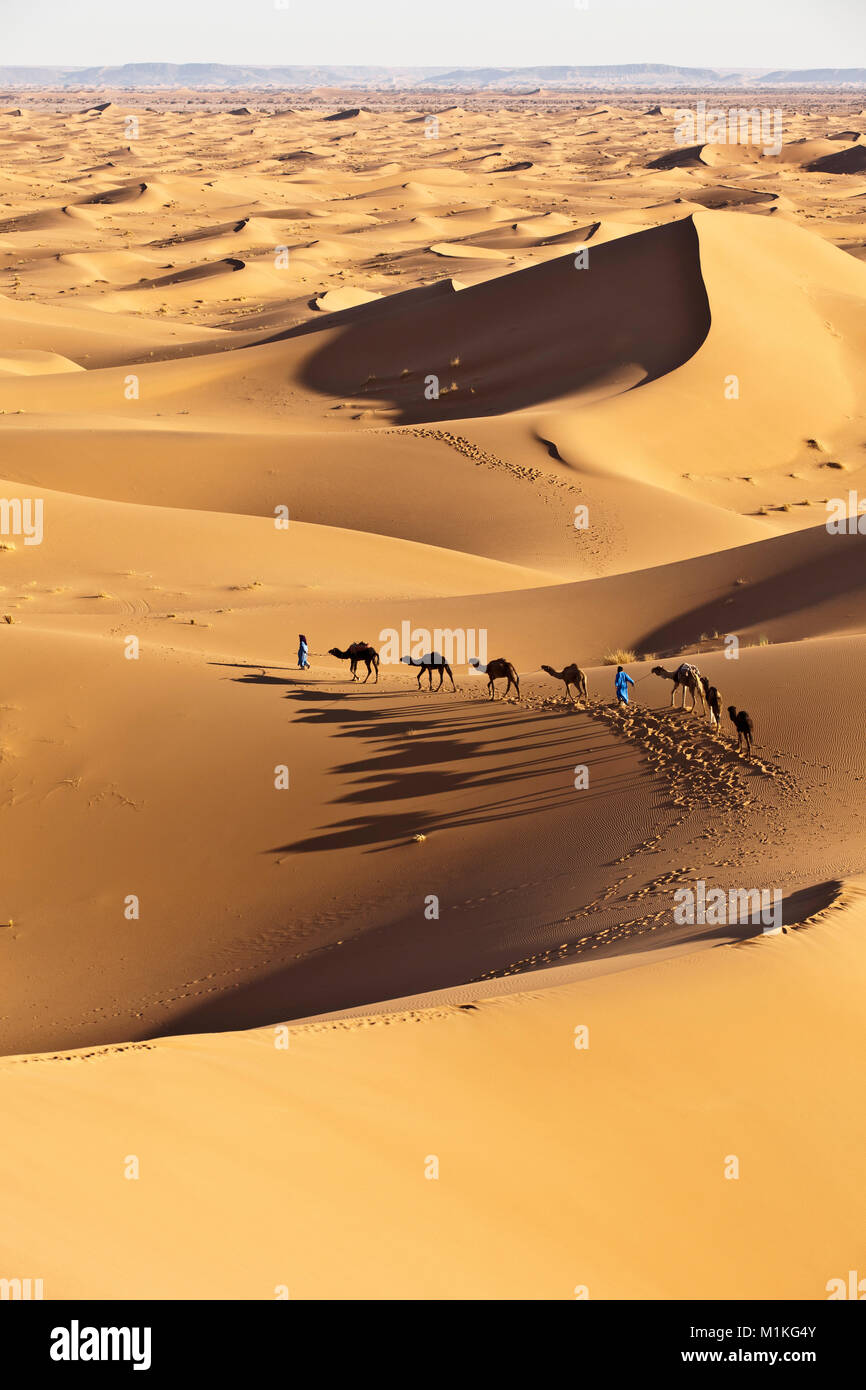 Marokko, Mhamid, Erg Chigaga Sanddünen. Sahara. Camel drivers führenden camel Caravan. Stockfoto