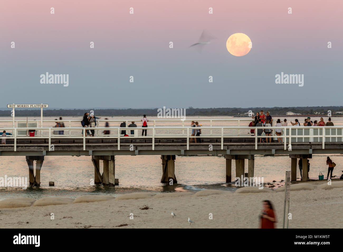 Busselton, Western Australia. 31. Januar 2018. Die Leute zu beobachten die Super Mond über Busselton Jetty. Dieser Mond wird Rot während einer Mondfinsternis am späteren Abend. Quelle: Chris de Leer/Alamy leben Nachrichten Stockfoto