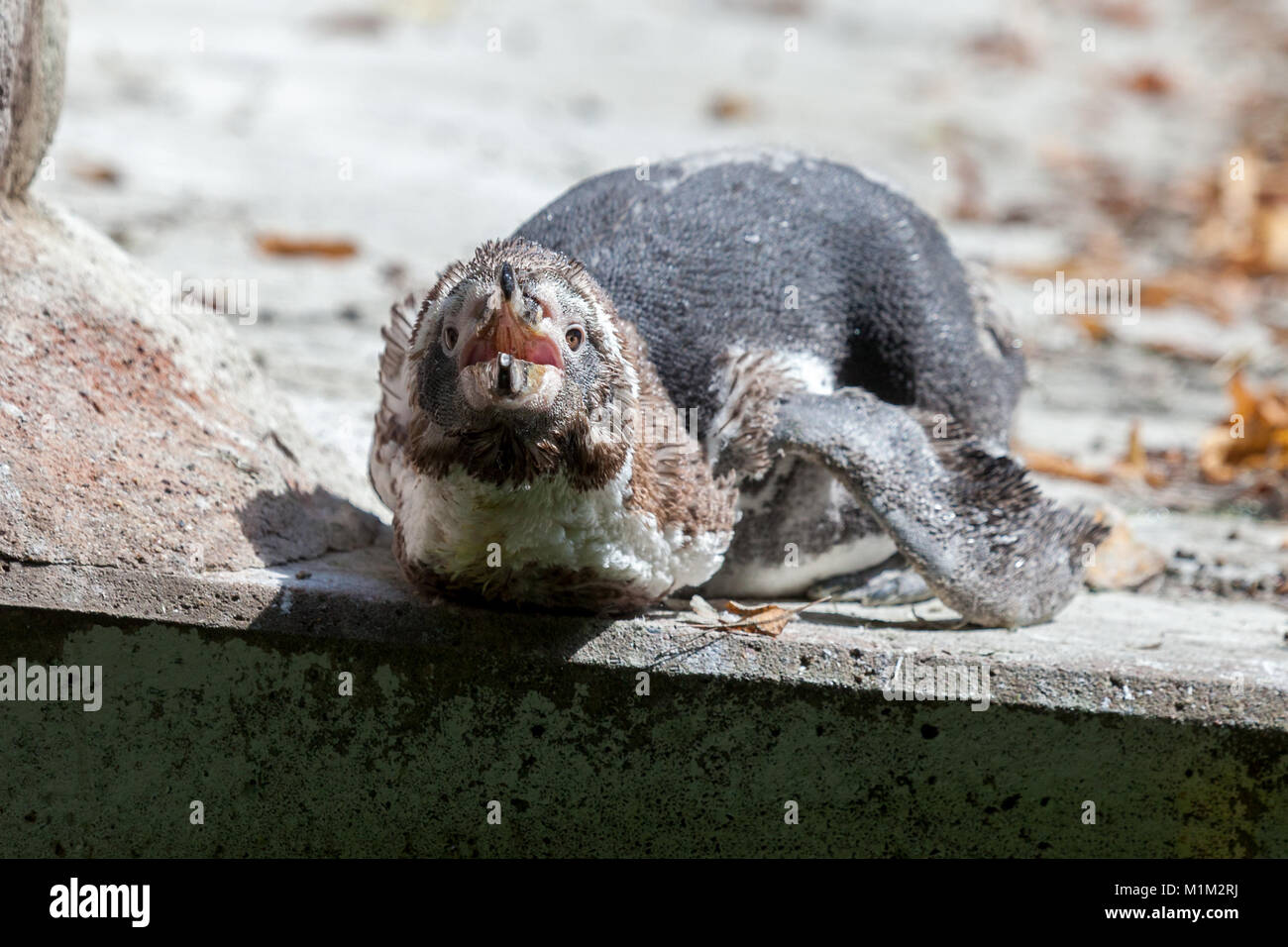 Ein Baby Pinguin liegt in der Nähe von einem See Stockfoto