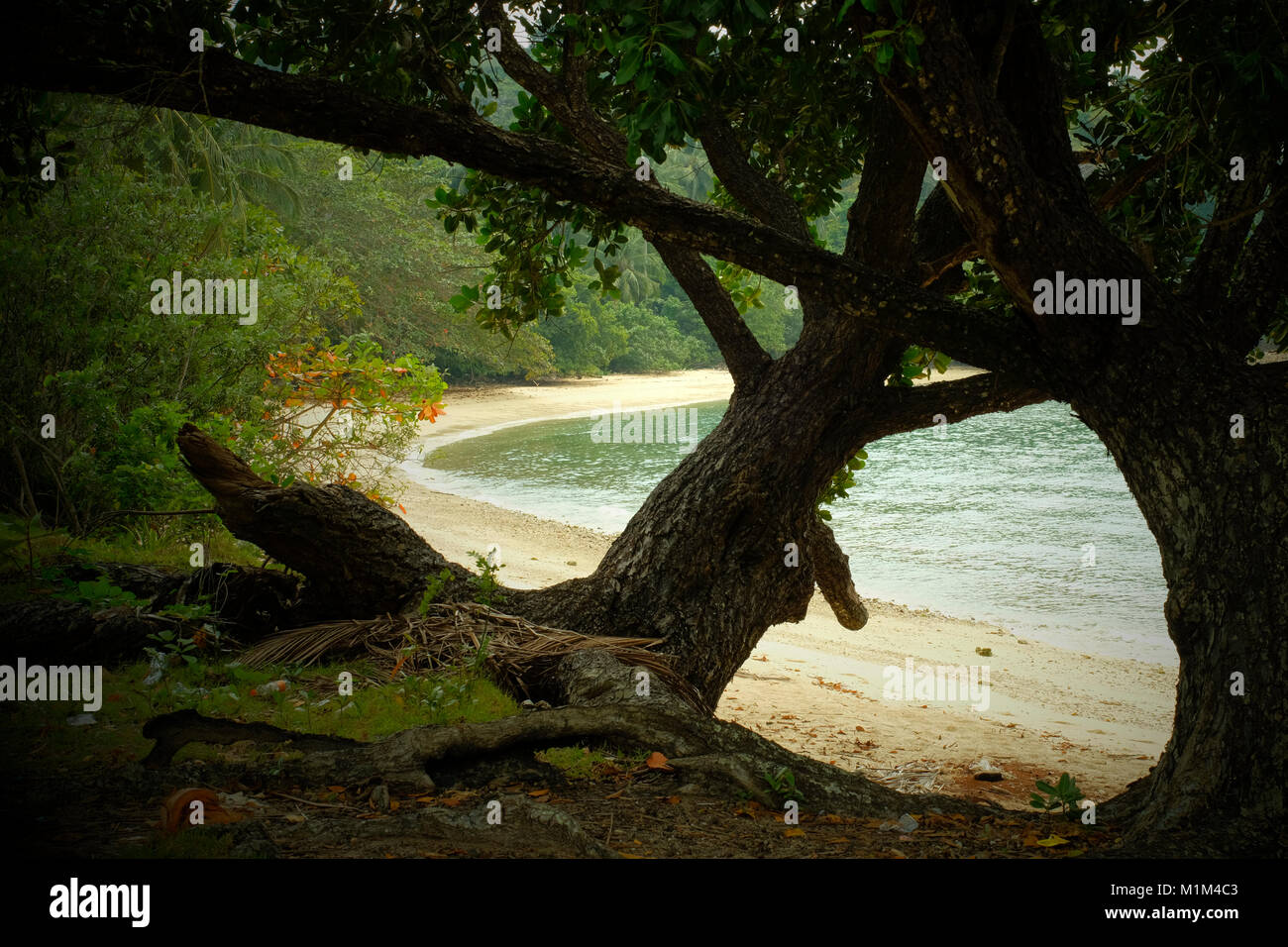 Große Bäume an einem Strand in Koh Yao Yai, einem thailändischen Insel in der Andamanensee. 19-Jan-2018 Stockfoto