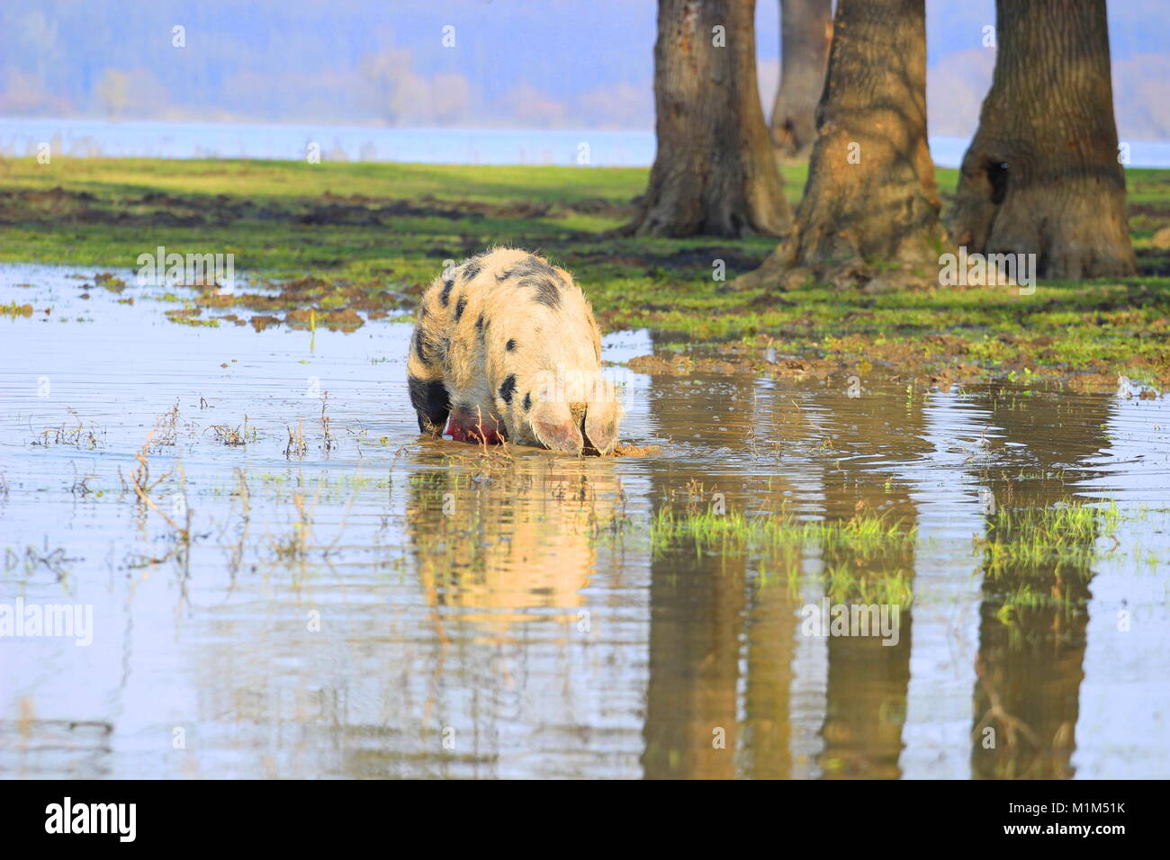 Schwein ist die Verwurzelung in Wasser Stockfoto