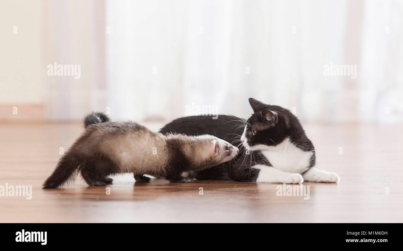 Tier Freundschaft: Frettchen und erwachsenen Katze schnüffeln an einander. Deutschland Stockfoto