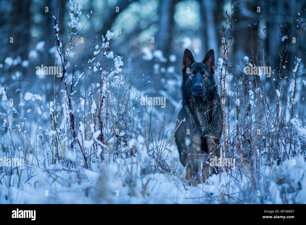 Deutscher Schäferhund, Schäferhund. Erwachsener Hund im Winter, am Waldrand stehen. Deutschland Stockfoto