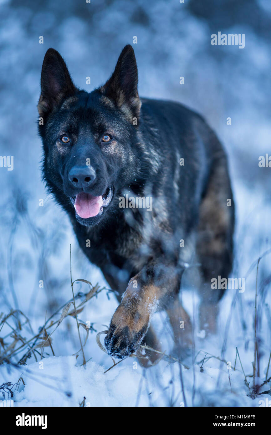 Deutscher Schäferhund, Elsässer. Erwachsener Hund laufen auf Schnee. Deutschland Stockfoto