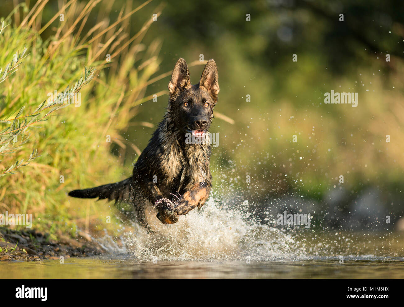 Deutscher Schäferhund, Schäferhund. Nach laufen im flachen Wasser. Deutschland Stockfoto