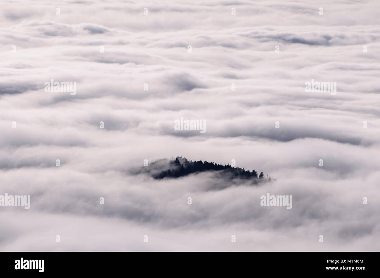Schwarzwald in Wolken, wieder Wald in Wolken Stockfoto