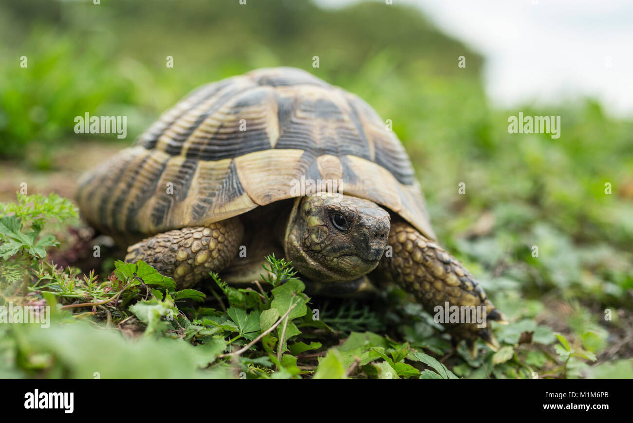 Hermanns Landschildkröte (Testudo hermanni) auf einer Wiese. Deutschland Stockfoto