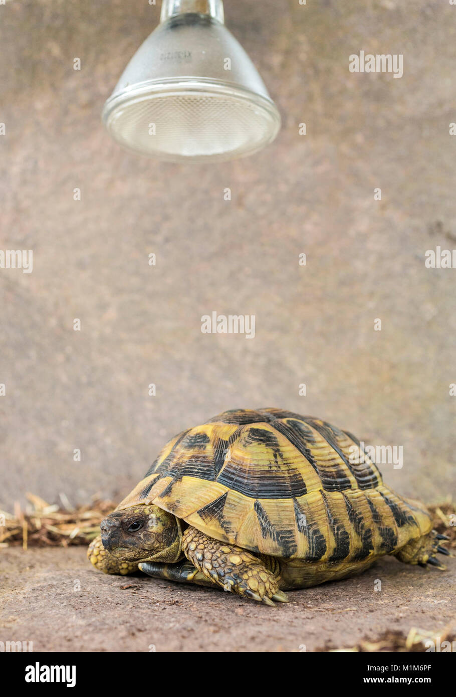 Hermanns Landschildkröte (Testudo hermanni) unter Infrarotlicht. Deutschland Stockfoto