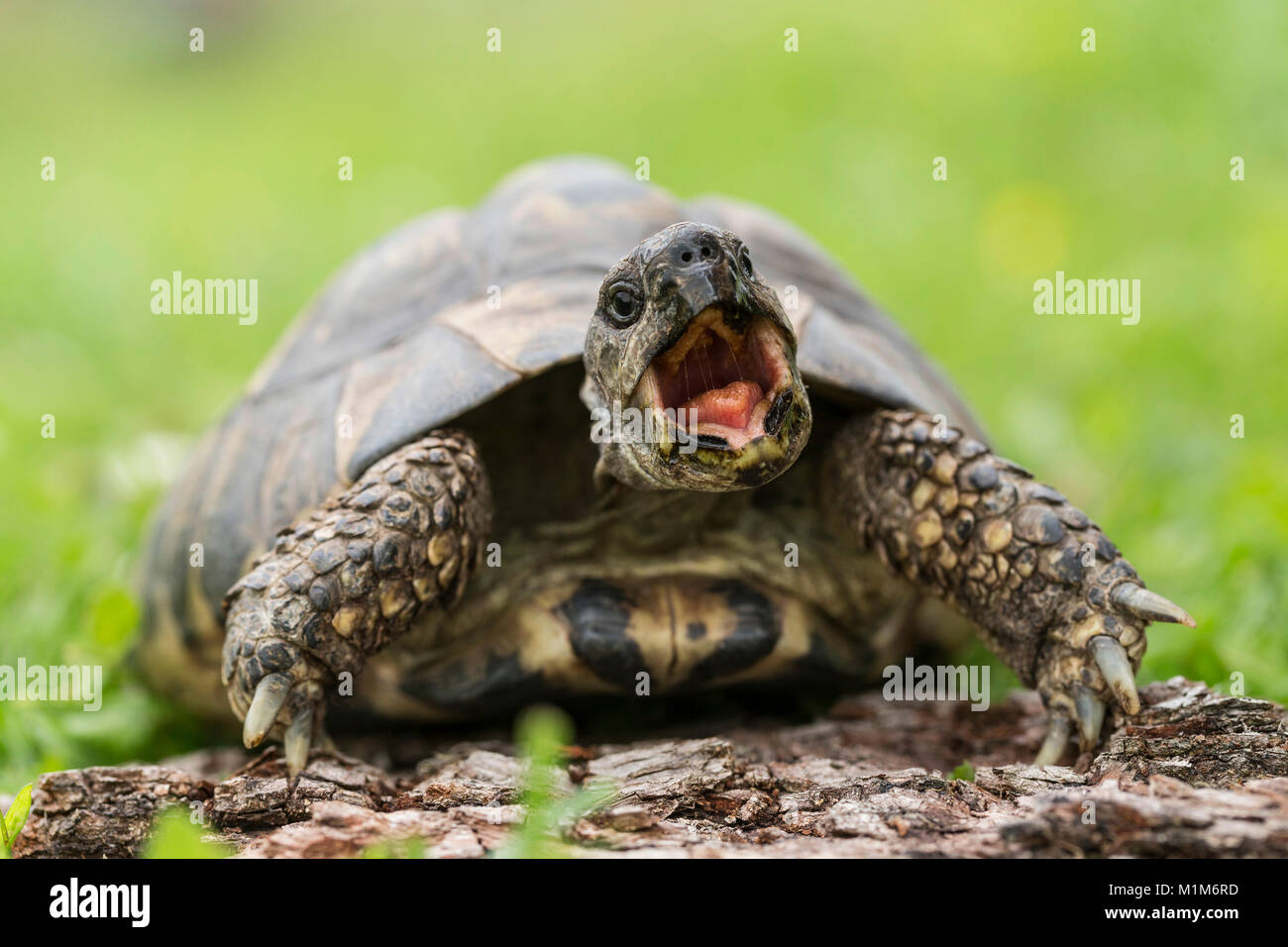 Hermanns Landschildkröte (Testudo hermanni) auf einem Baumstamm, gähnen. Deutschland Stockfoto