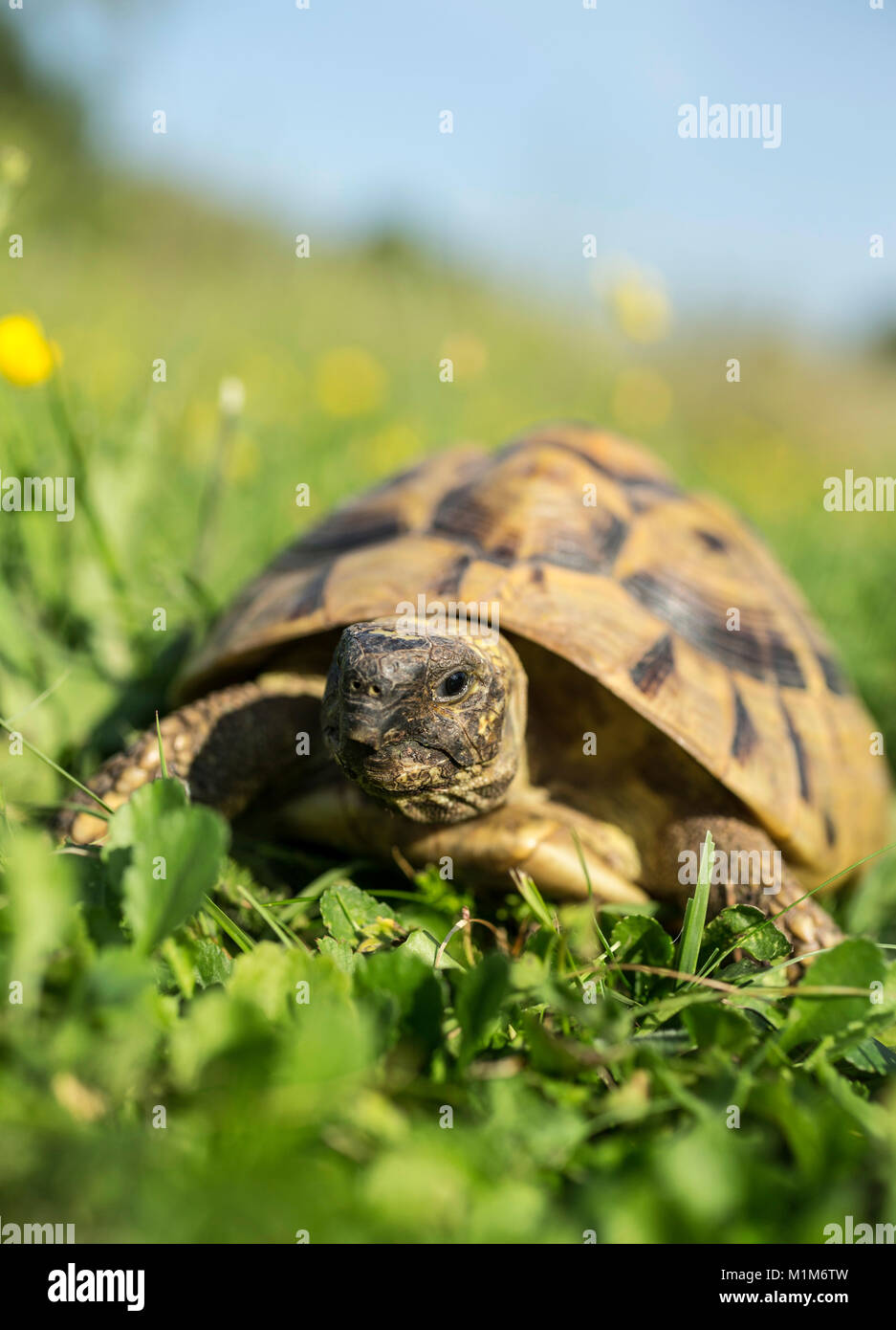 Hermanns Landschildkröte (Testudo hermanni) im Gras. Deutschland Stockfoto