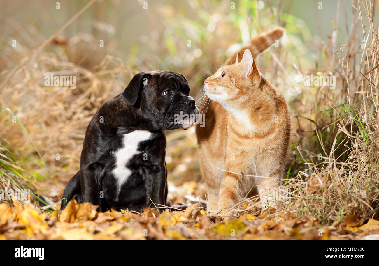 Continental Bulldog. Welpen sitzen in blattsänfte, neben der Hauskatze. Deutschland Stockfoto