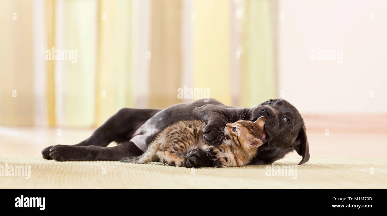 Labrador Retriever und Bengal Cat. Welpen und Kätzchen spielen. Deutschland Stockfoto