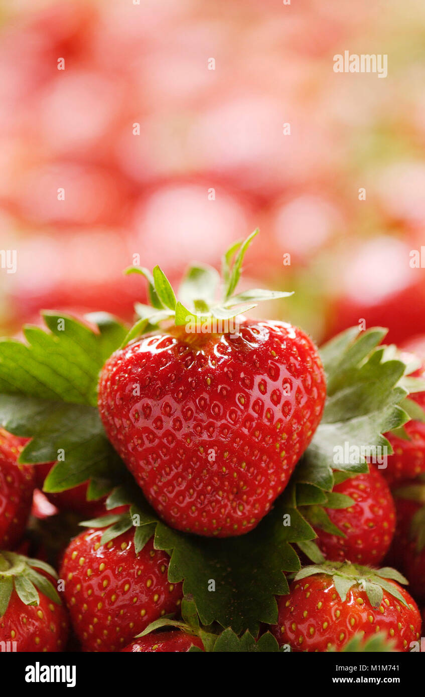 Erdbeere (FRAGARIA X ANANASSA). Reife Erdbeeren. Deutschland Stockfoto