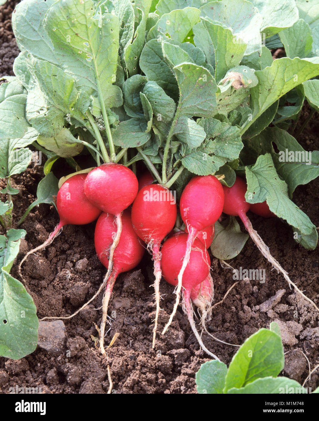 Kleine Radieschen (Raphanus sativus var. sativus), Ernte. Deutschland. Stockfoto