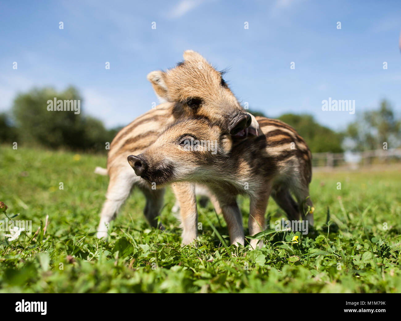 Wildschwein (Sus scrofa). Zwei shoats spielen auf einer Wiese. Deutschland Stockfoto