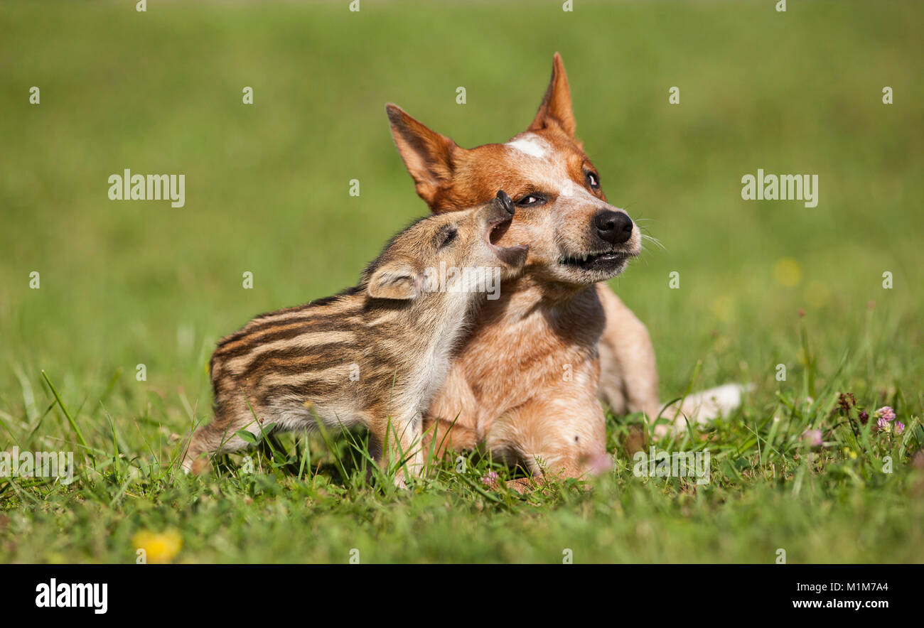 Australian Cattle Dog und Wildschwein. Wildschwein The colorless Schmusen mit erwachsenen Hund. Deutschland. Stockfoto