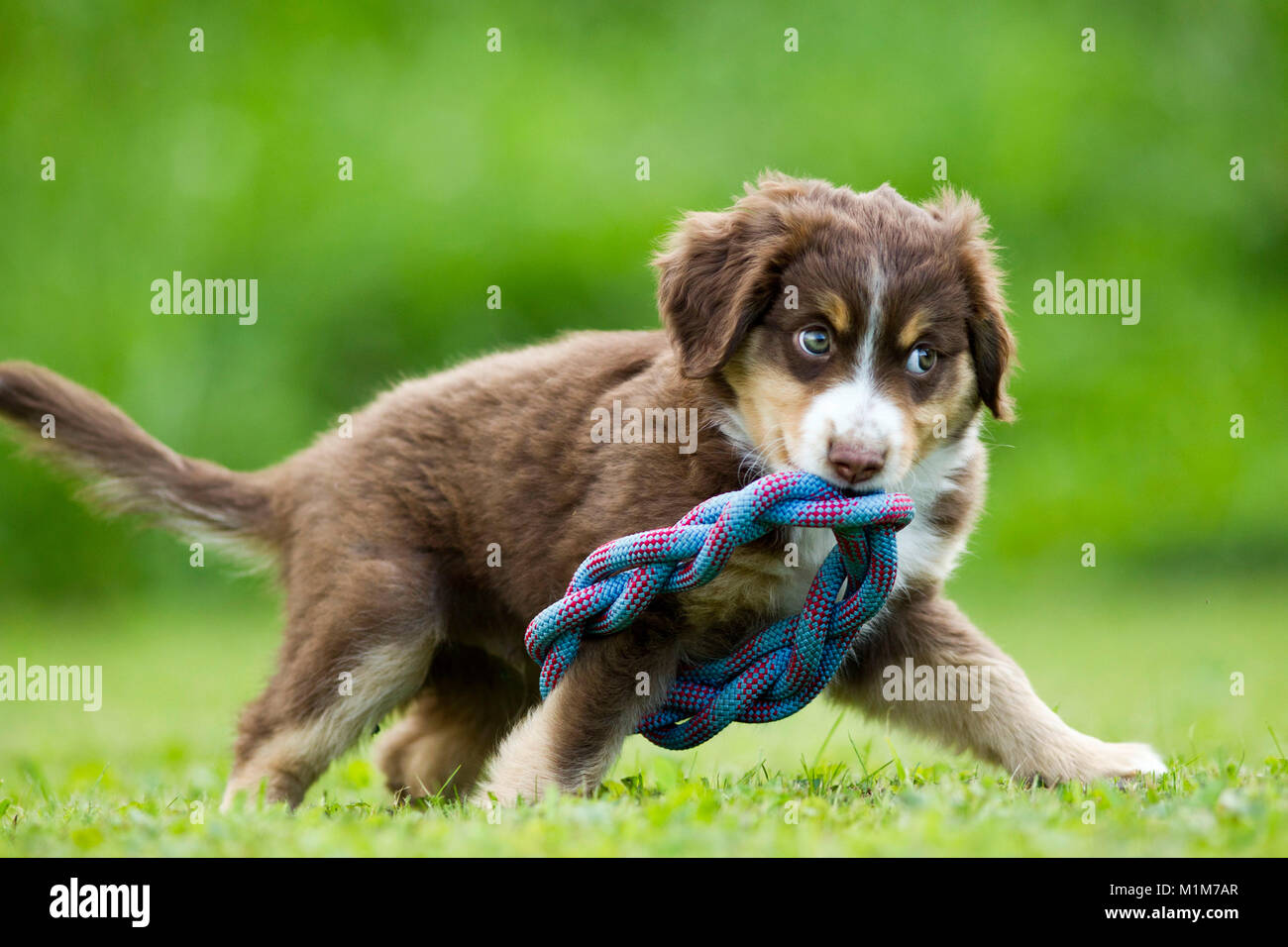 Australian Shepherd. Welpen, die auf Gras beim Abrufen eine bunte Seil. Deutschland Stockfoto