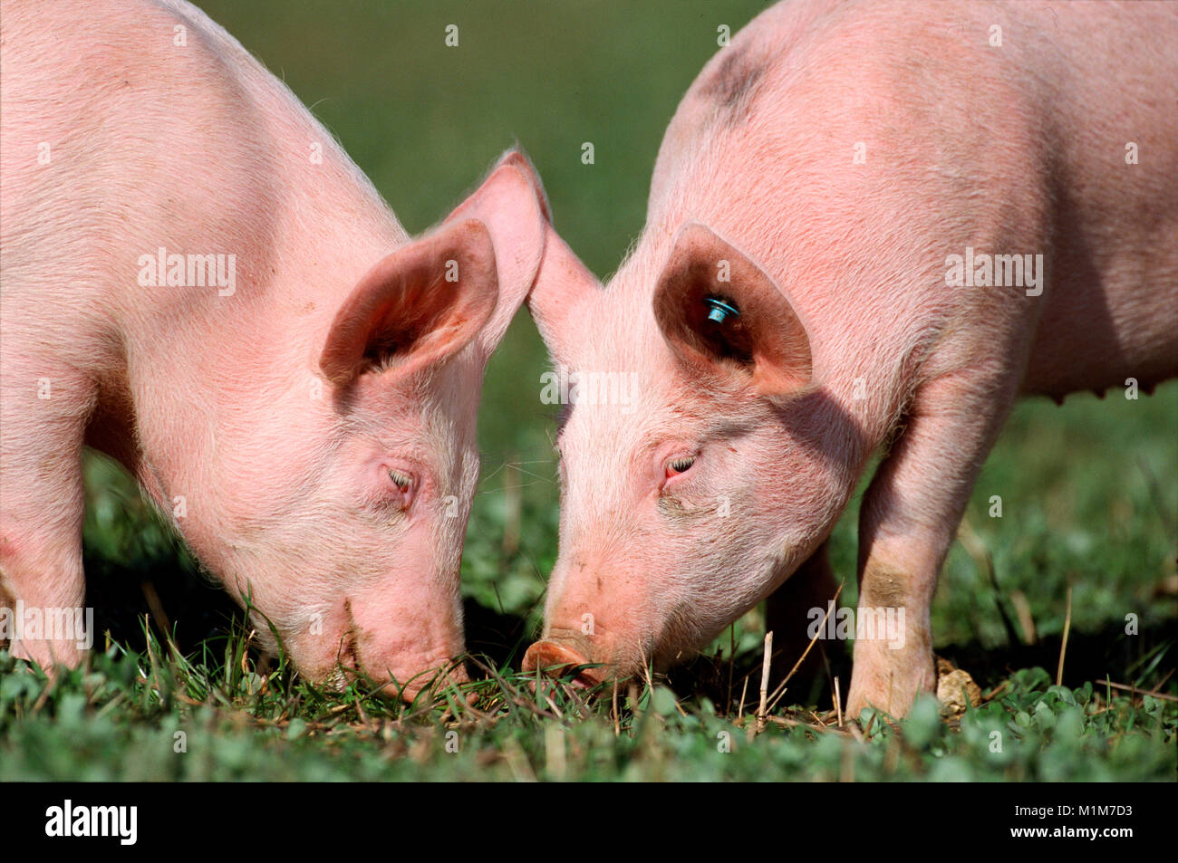 Deutsche Landrasse Schwein. Zwei schweine Nahrungssuche auf einer Wiese. Deutschland Stockfoto