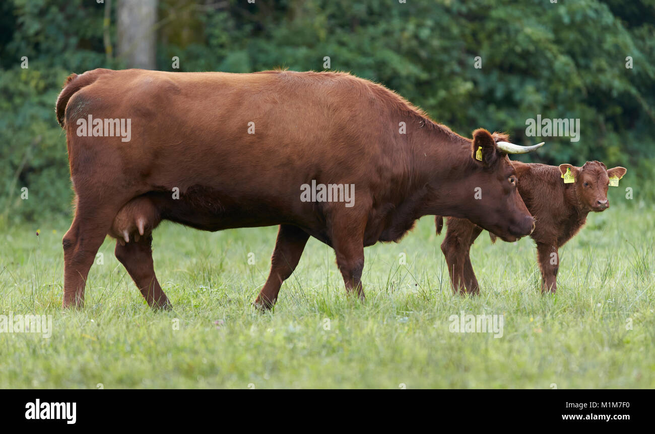 Glan Vieh. Kuh und Kalb auf einer Weide. Deutschland Stockfoto