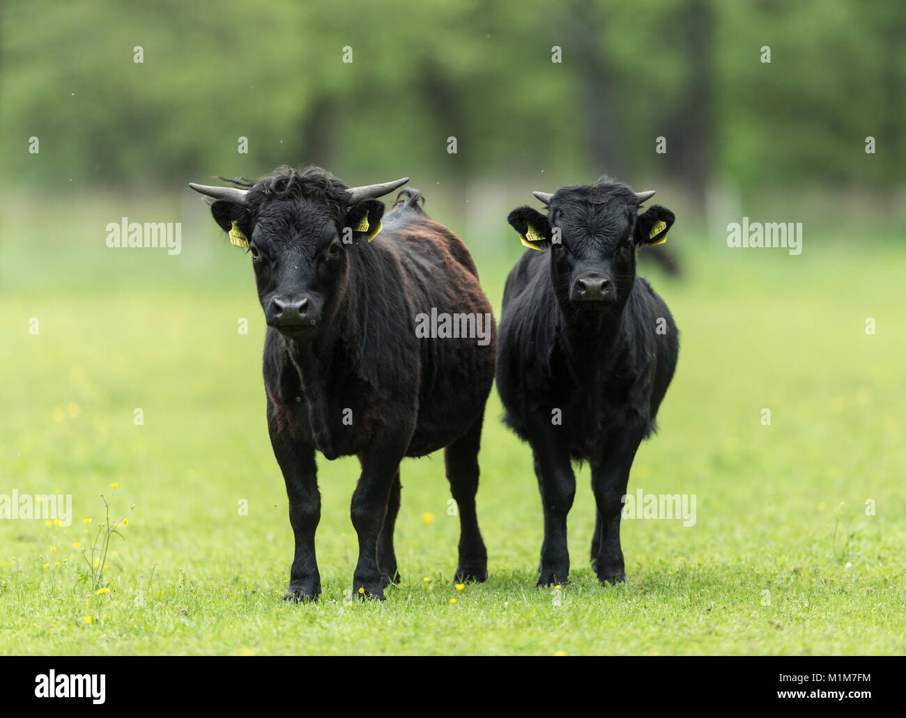 Dexter Vieh. Zwei Jugendliche stehen auf einer Weide. Deutschland Stockfoto