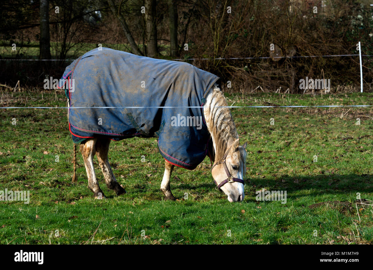 Ein graues Pferd tragen eine Wolldecke im Winter, Oxfordshire, Großbritannien Stockfoto