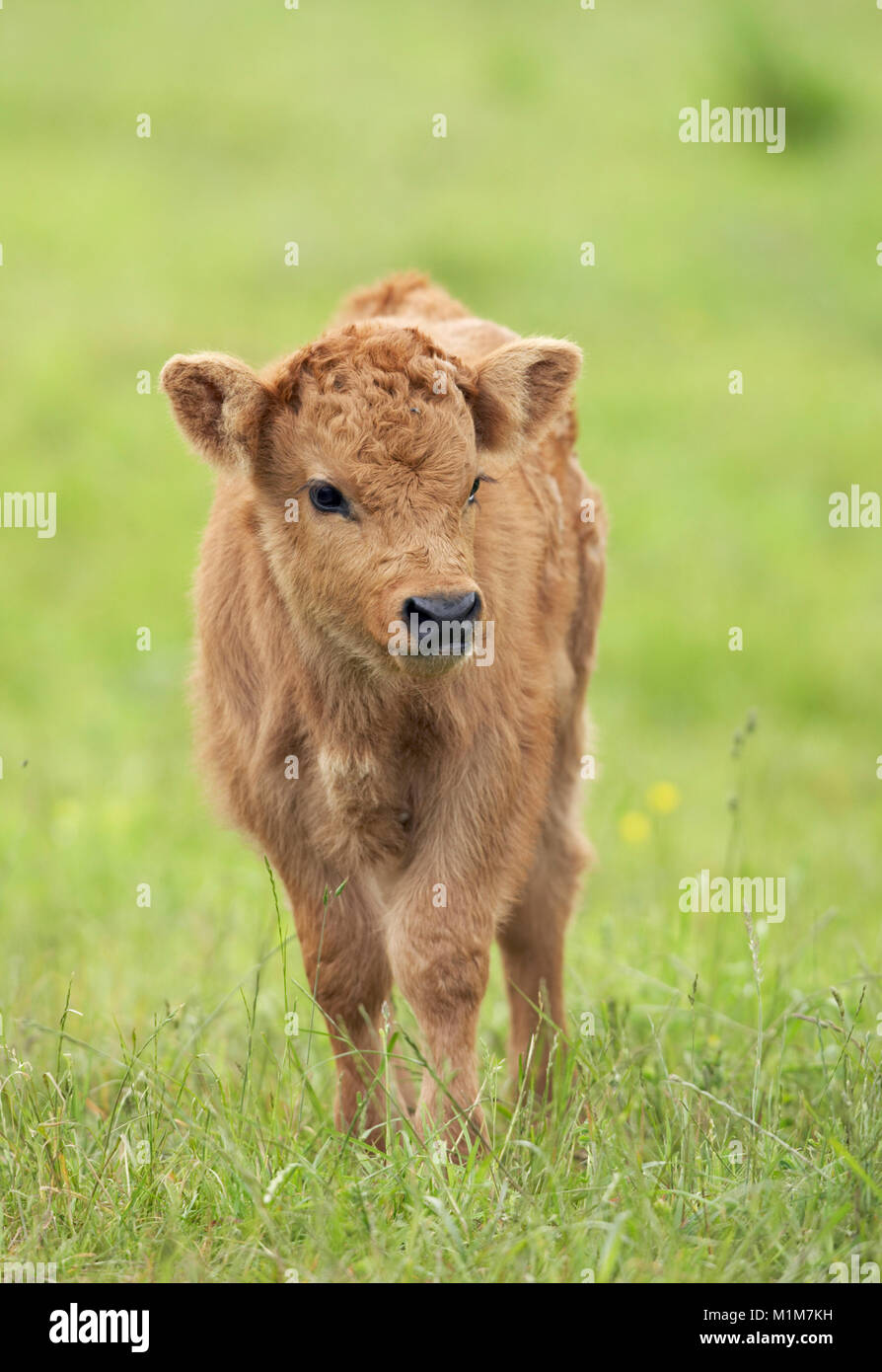 Highland Cattle. Kalb, stehend auf einer Wiese. Deutschland Stockfoto