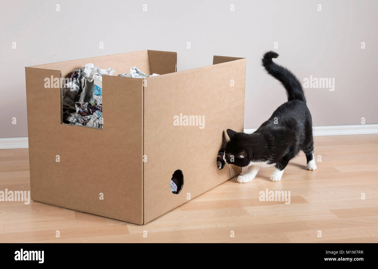 Domestic Cat. Tuxedo cat untersucht eine Box mit Papier gefüllt. Deutschland Stockfoto